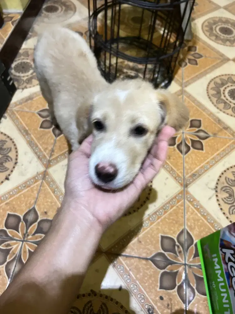 Anakan anjing Labrador