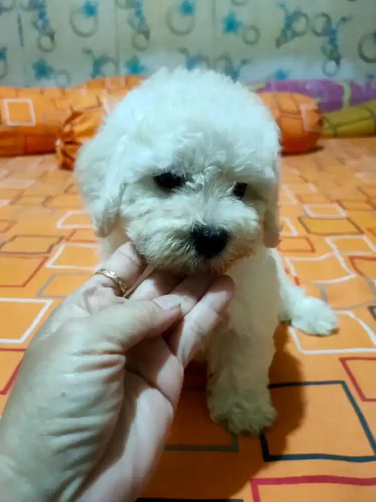 Sale toy white poodle ( nego )