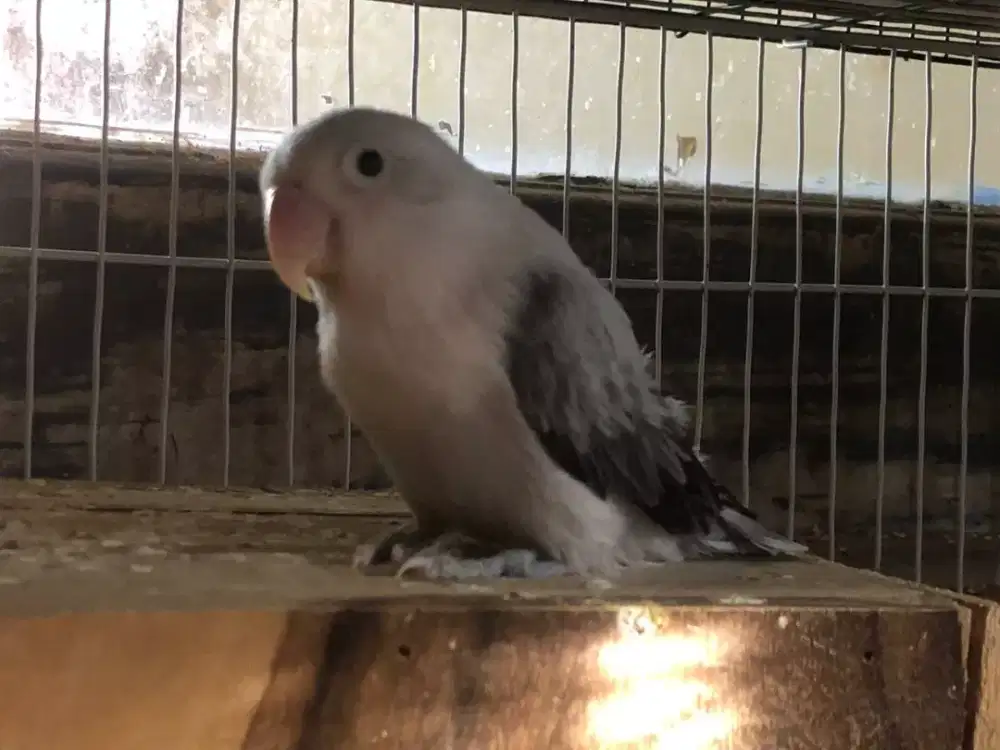 Lovebird Biola Euwing Mauve Minus