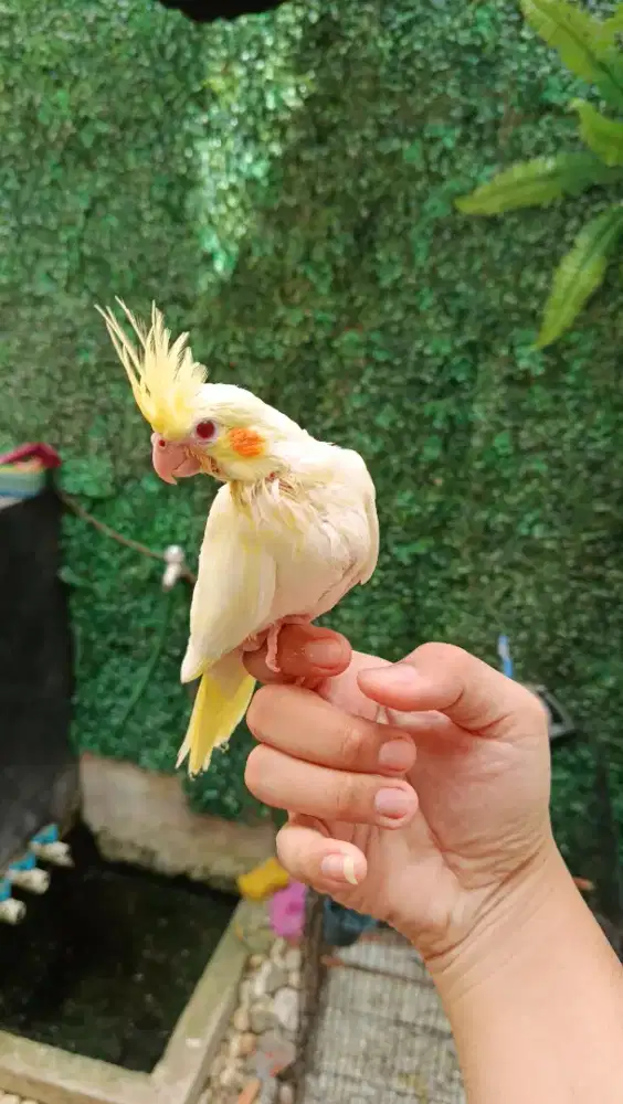 Burung falk parkit australia lutino mn mata merah jinak