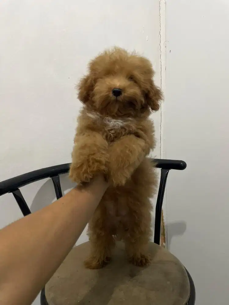 Red toy poodle jantan 3 bulan