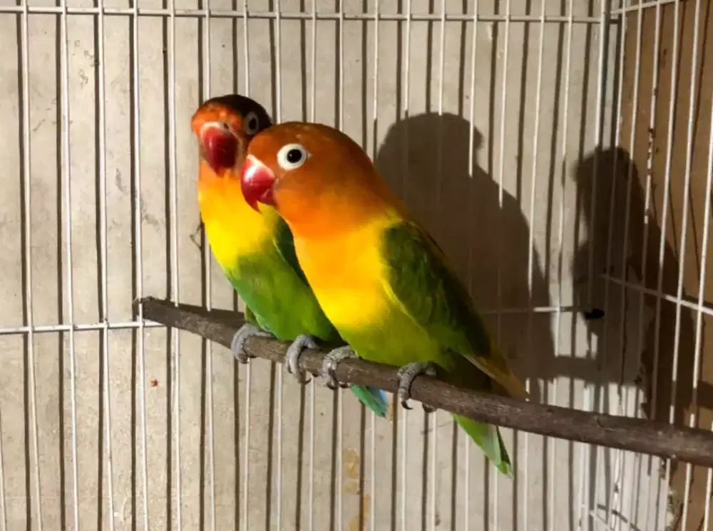 Lovebird Sepasang Pastel Ijo dan Josan