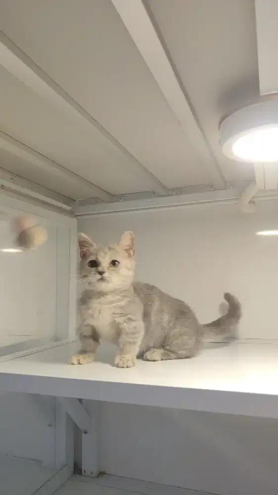 Kucing kitten munchkin british betina