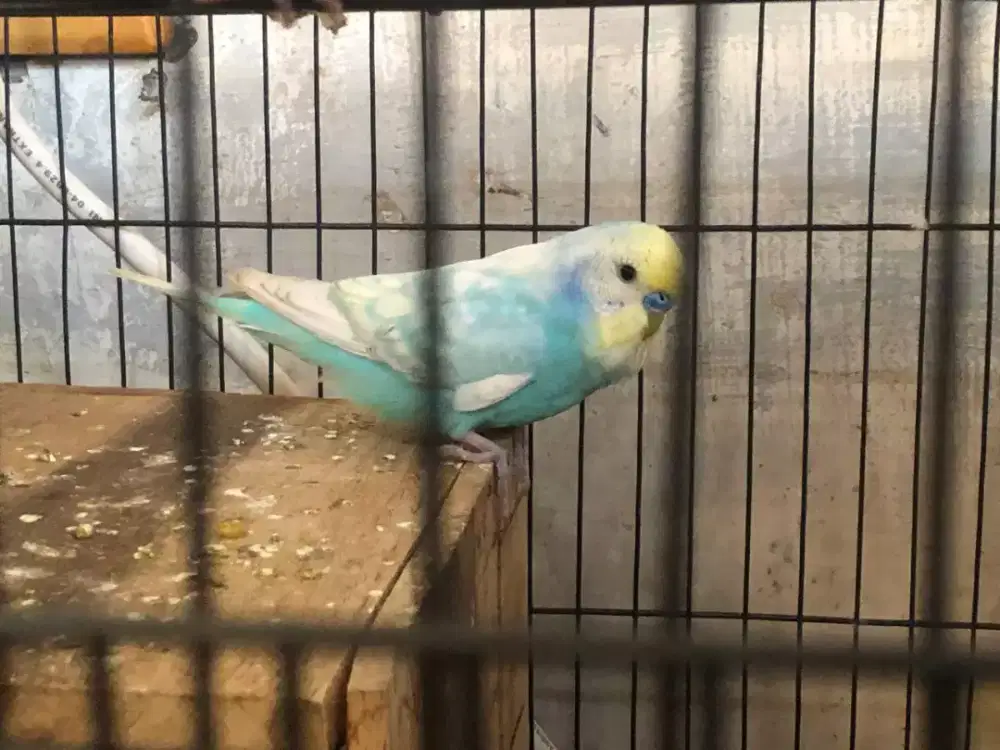 Parkit Rainbow Budgie