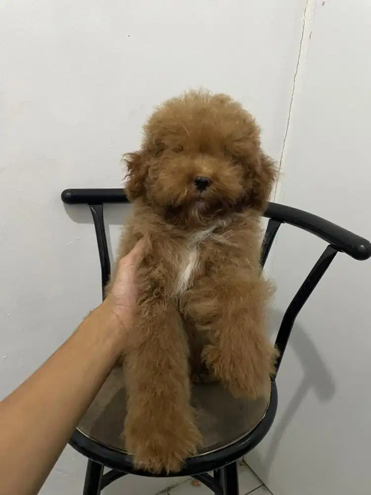 Red toy poodle jantan 3 buln
