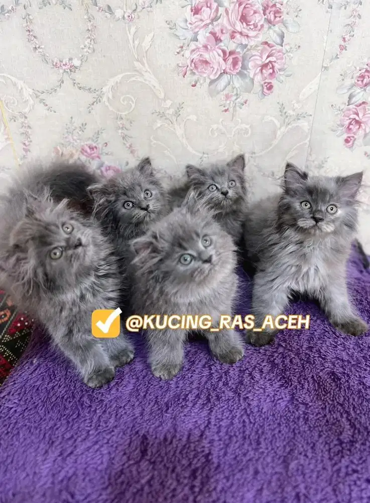 KUCING LEPAS ADOPSI