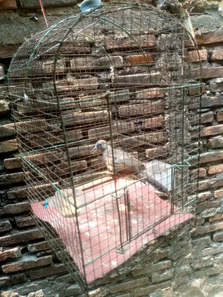 jual burung perkutut lokal alam fullset