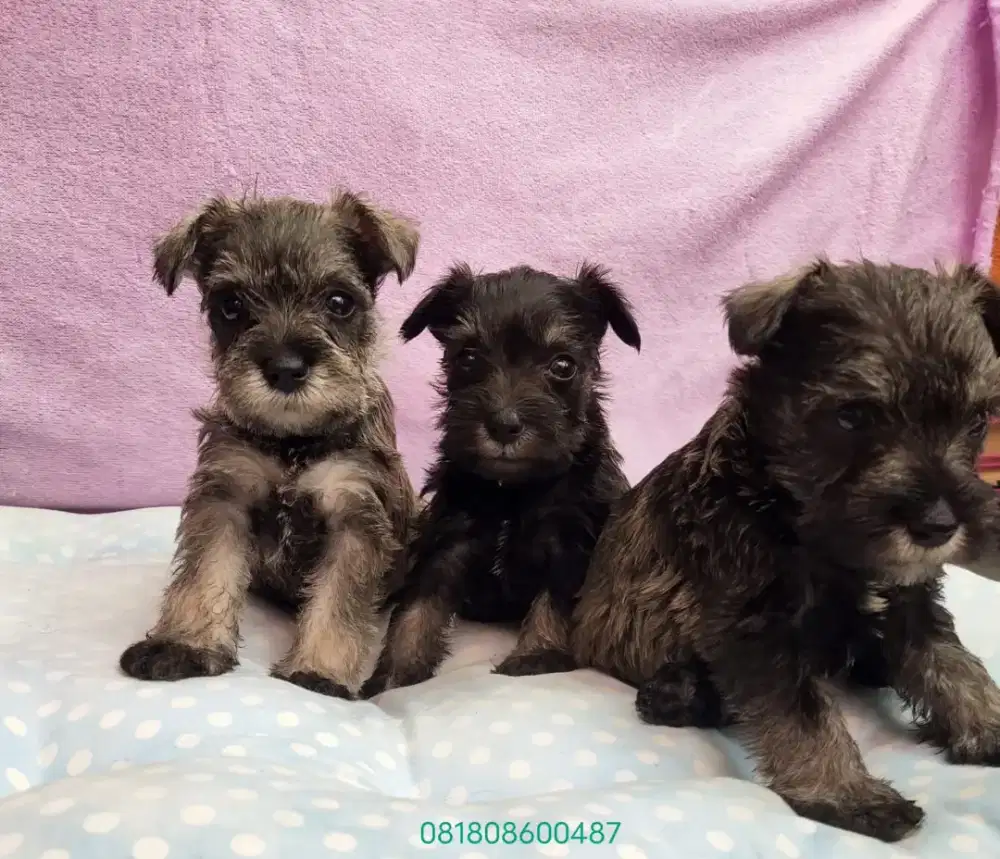 Miniature Schnauzer