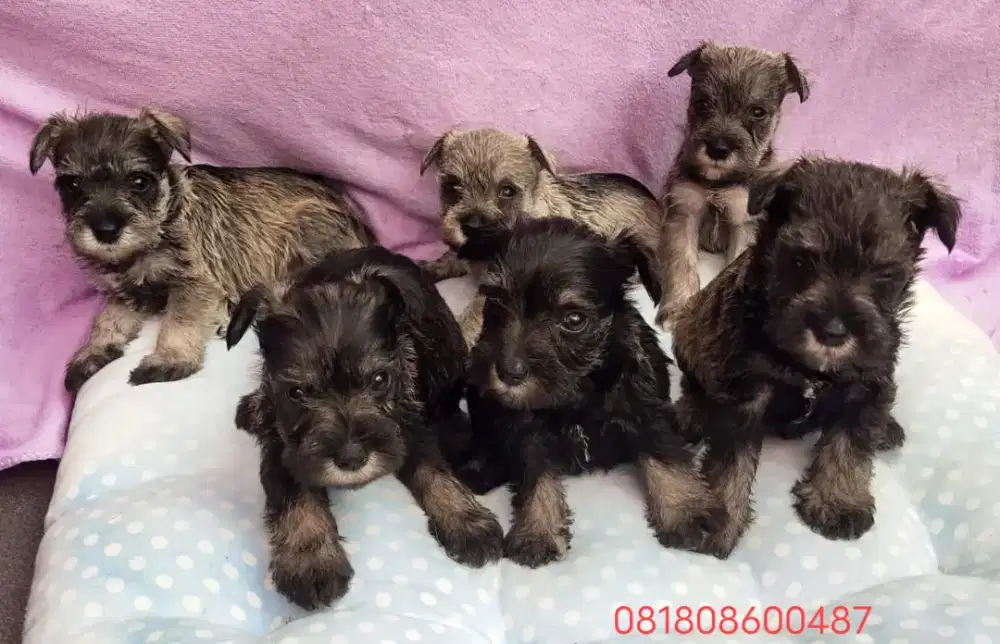 Miniature Schnauzer