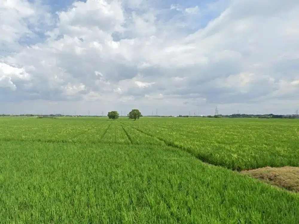 Sawah Produktif peruntukan Permukiman (zona kuning) Pantai Hurip Babelan Kab Bekasi dekat Klinik Engkardini