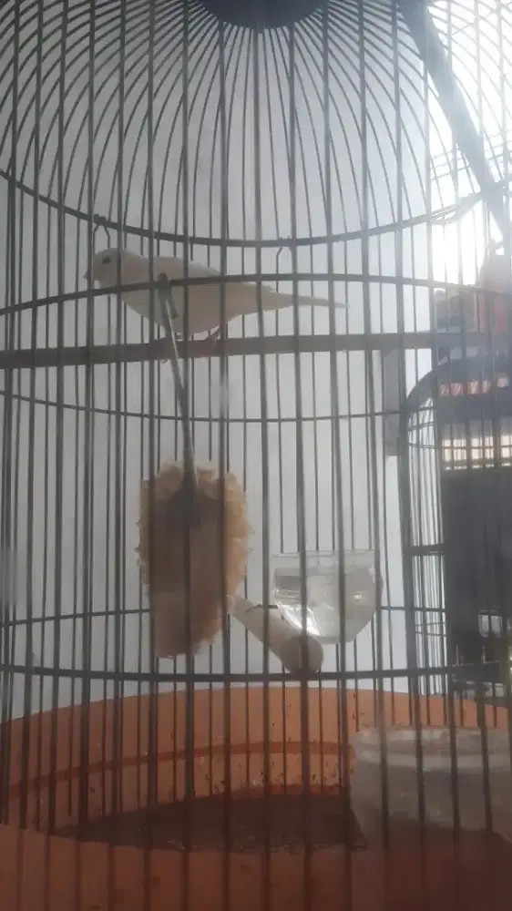 Kenari loper Muda Jantan