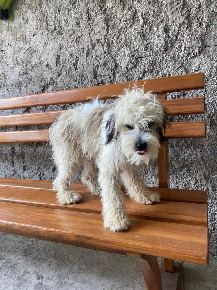 Anak anjing lucu terawat istimewa