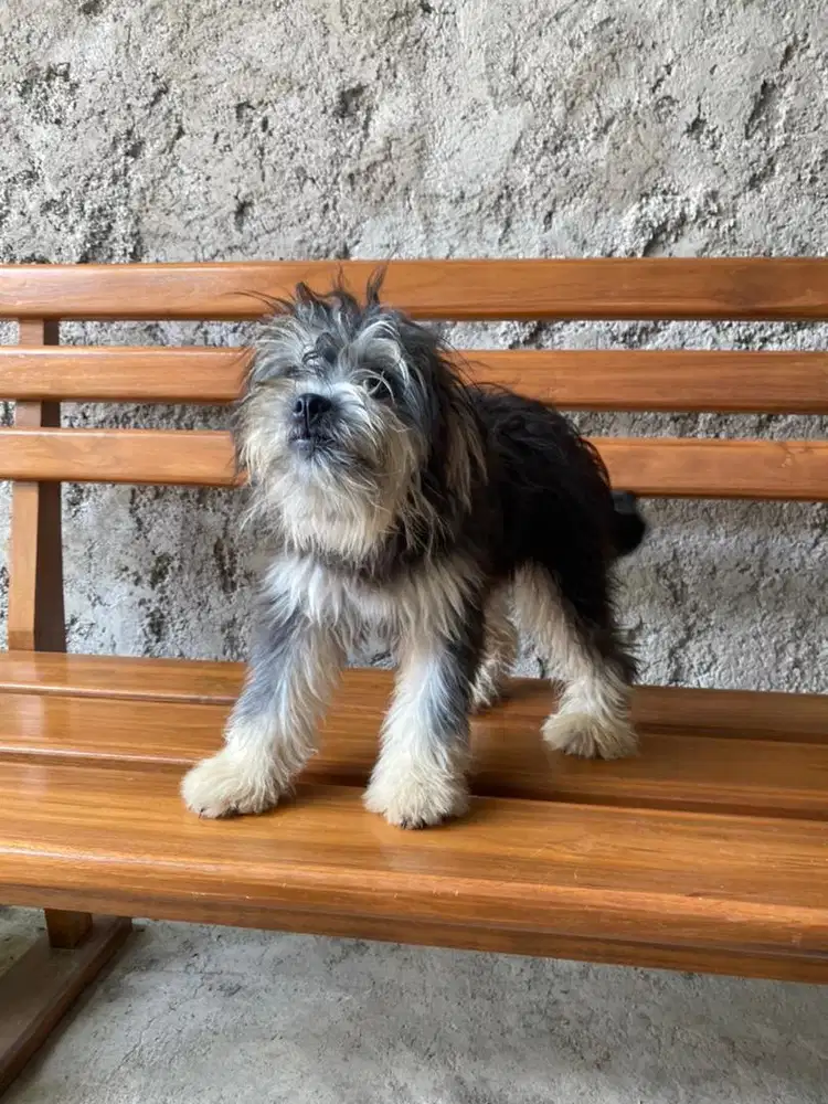 Anak anjing lucu terawat istimewa