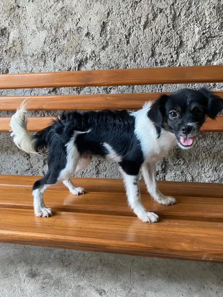 Anak anjing lucu terawat istimewa