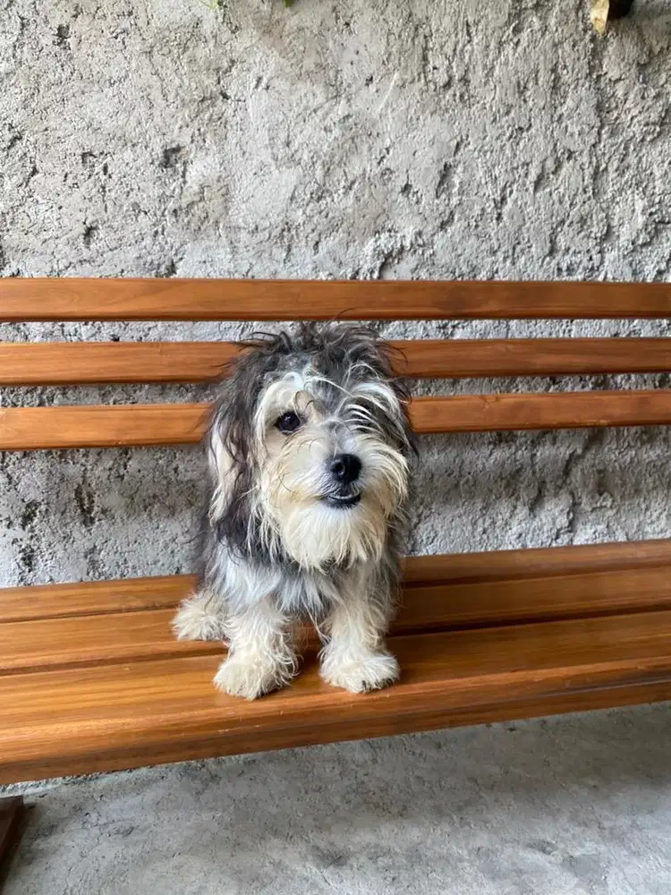 Anak anjing lucu terawat istimewa