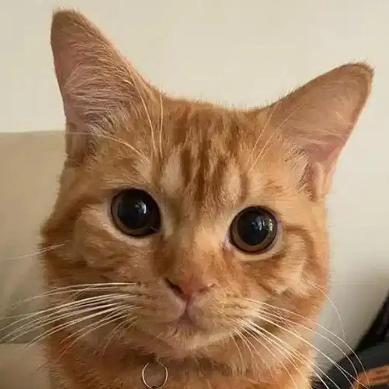 Kucing Kitten Jantan Lucu