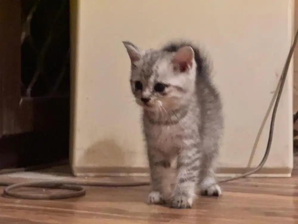 Anak kucing kitten scotish straight silver tabby