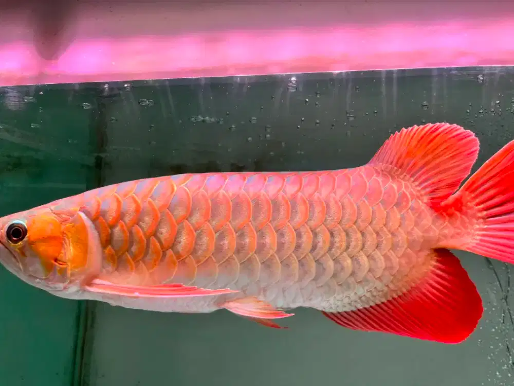 Ikan Arwana Super Red