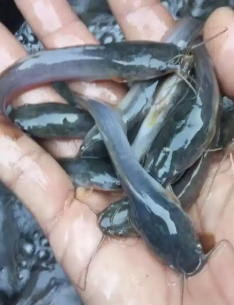Bibit ikan lele ukuran 9-10 cm