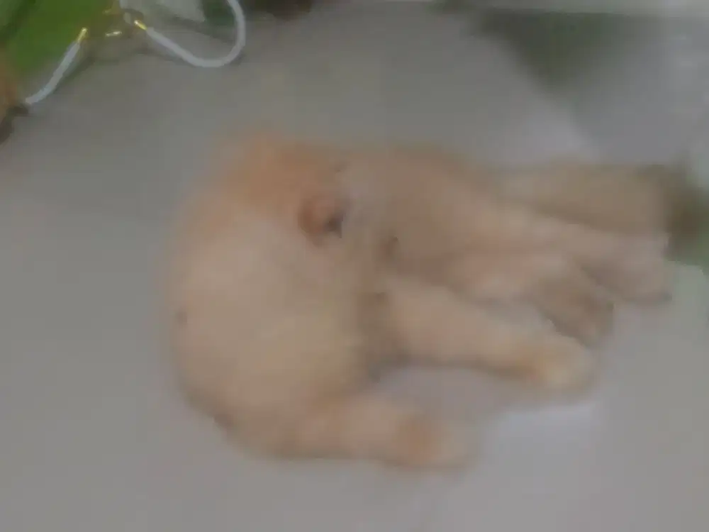 Dijual az kucing angora pesek jantan