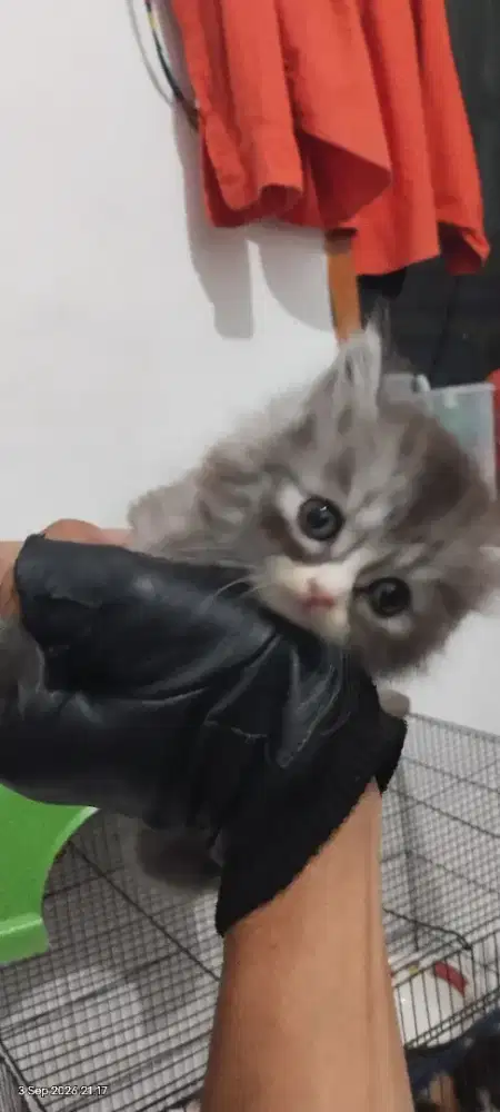 Jual kucing persia
