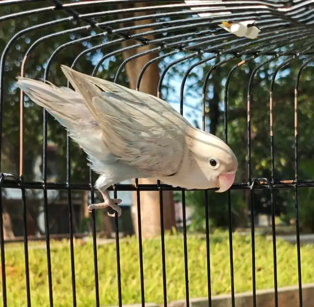 Lovebird pastel putih ice blue betina dewasa Love bird ngekek durasi