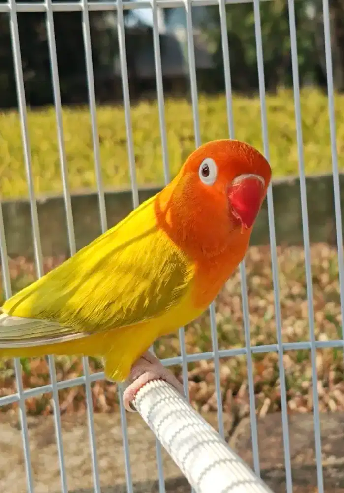 Lovebird Lutino mata merah MM dewasa betina Love bird PF green MM