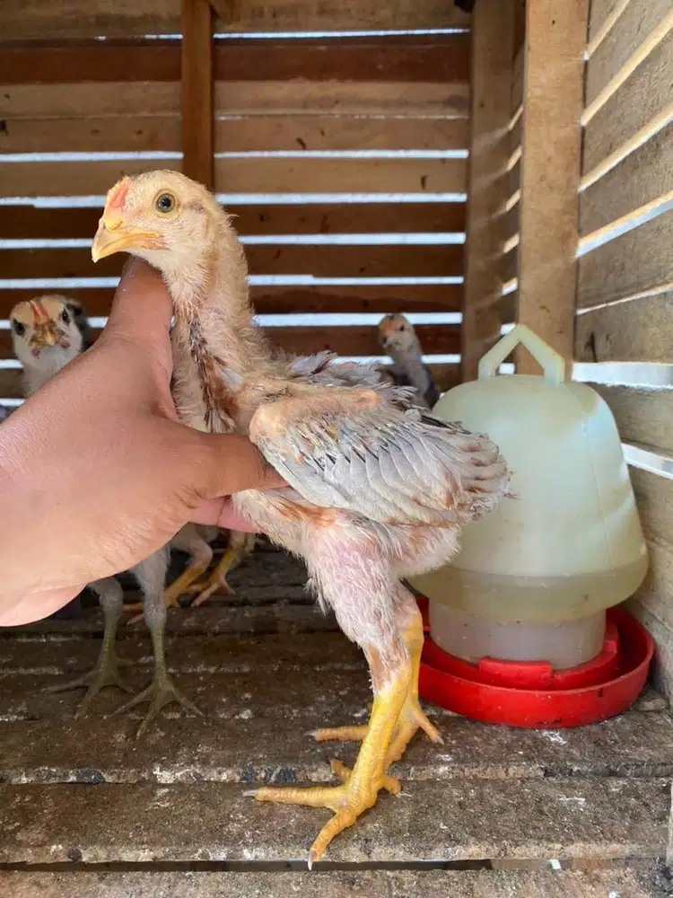 Ayam anakann pamangon