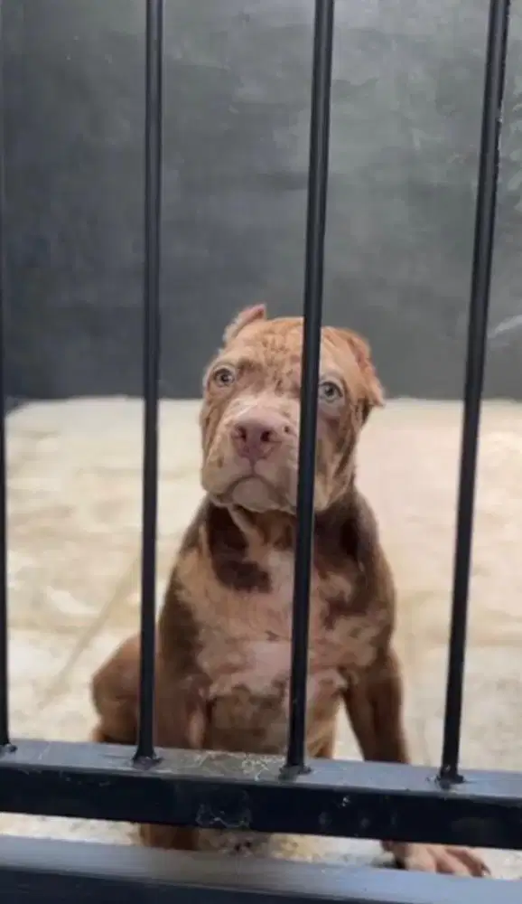 Pitbull Puppy Jantan
