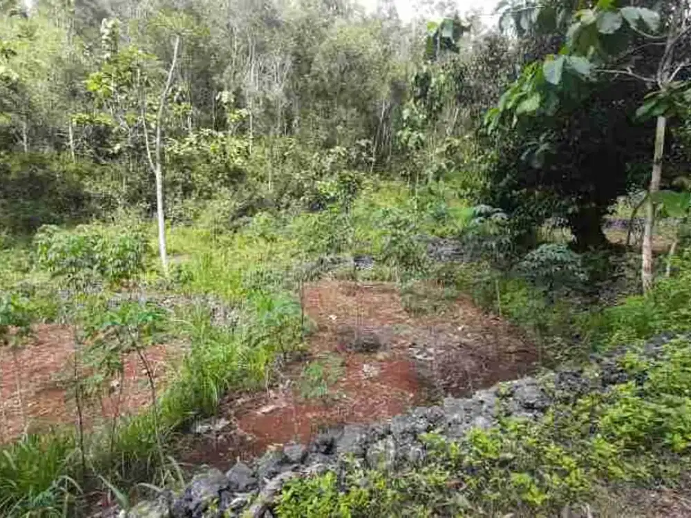 DIJUAL CEPAT TANAH TEGALAN DI RONGKOP GUNUNG KIDUL