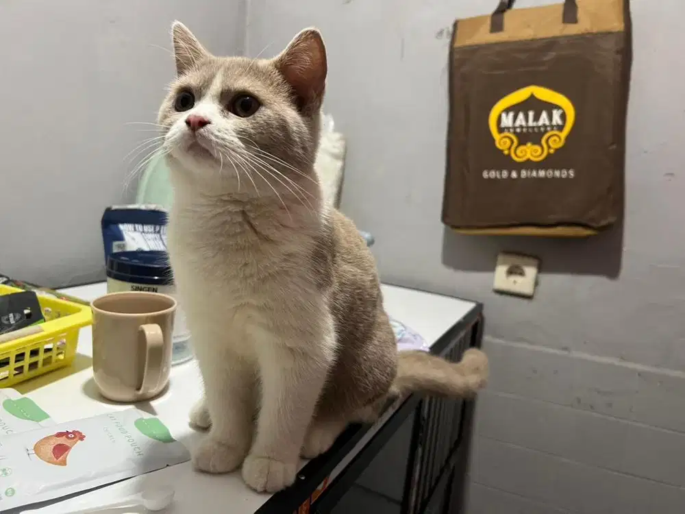 British Shorthair BSH