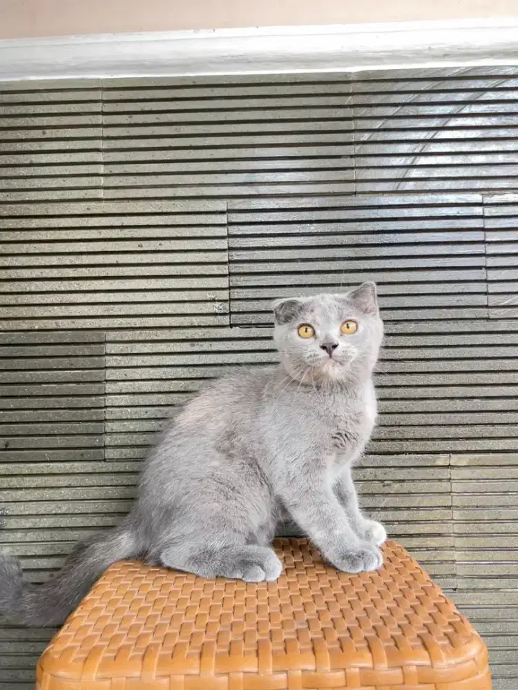 Scottish fold x BSH