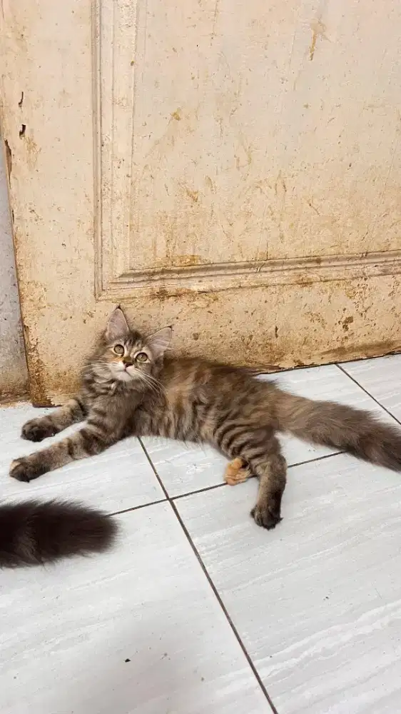 Maincoon betina