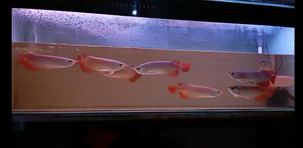 Arwana Super Red 26 cm