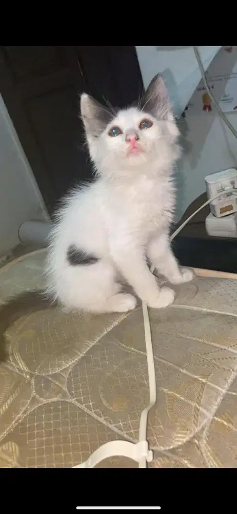 Kitten mixdome betina