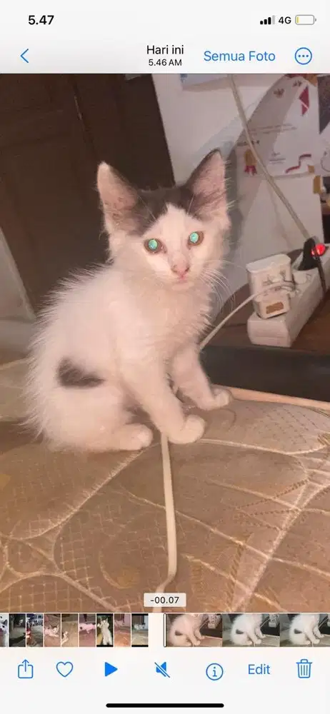 Kitten mixdome betina