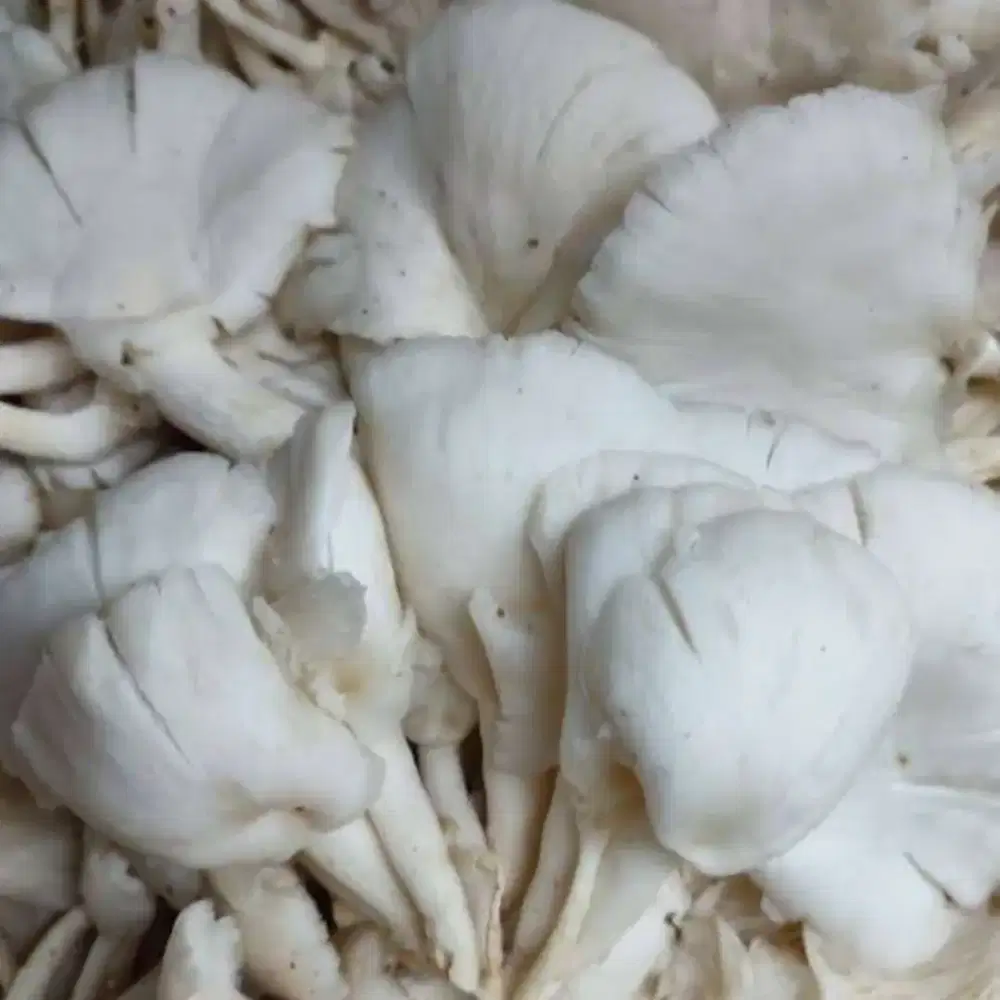Jamur tiram 6.000 per 250gram
