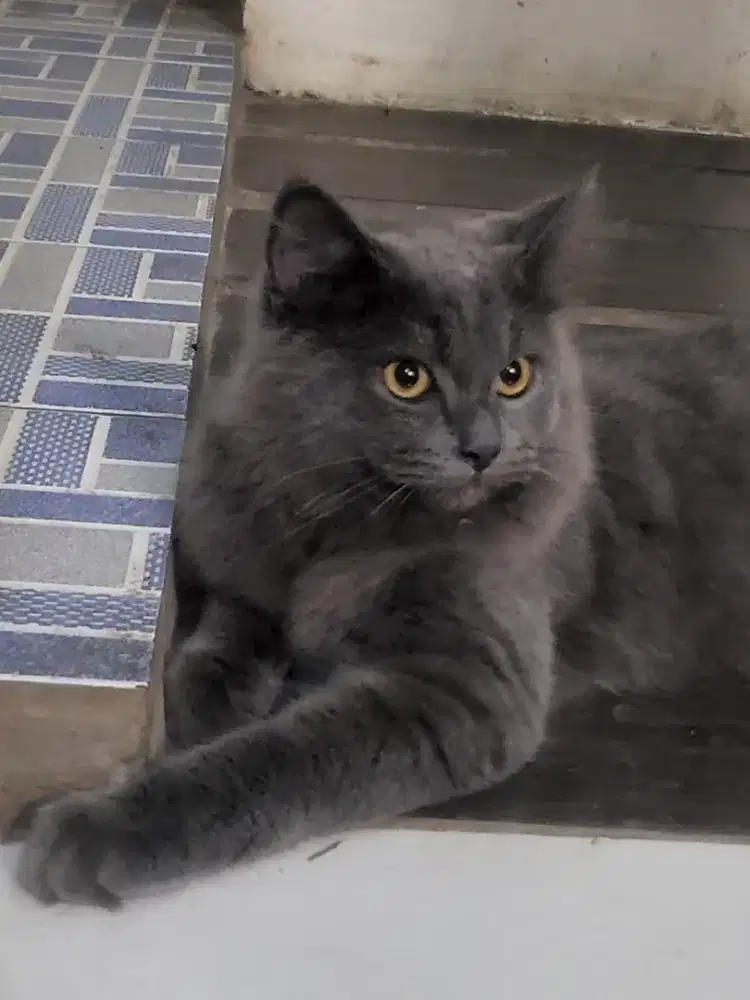 Adopt BSH BLH British Long Hair Abu / blue