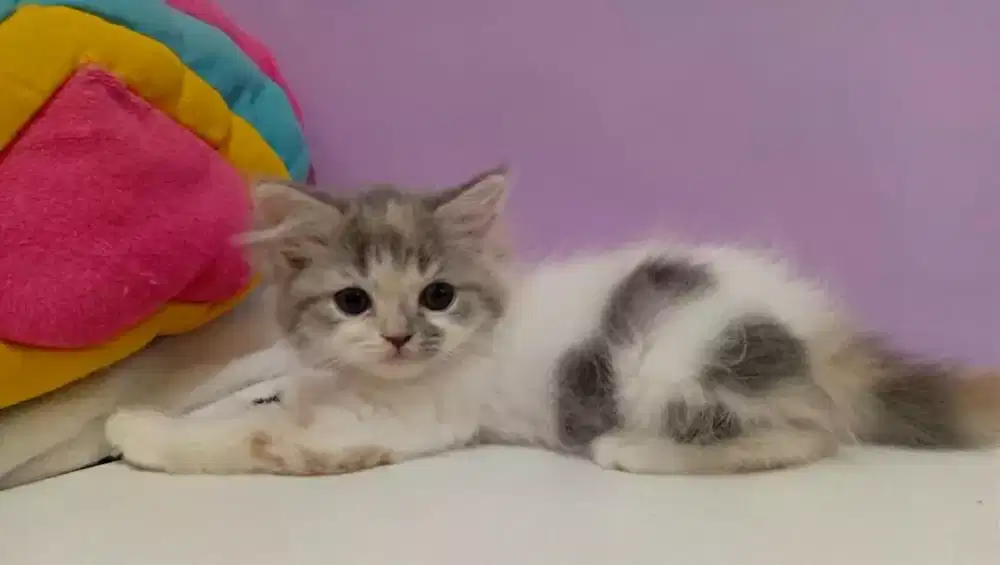 Kitten persia 2 bulan