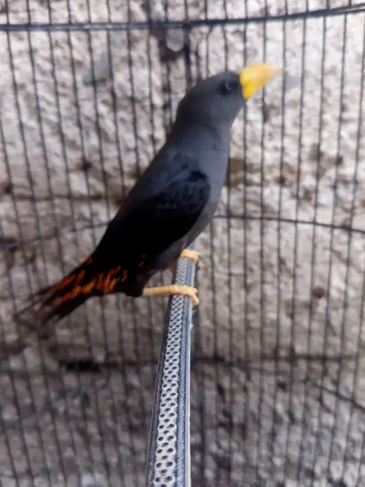 Burung Rio-Rio Betina