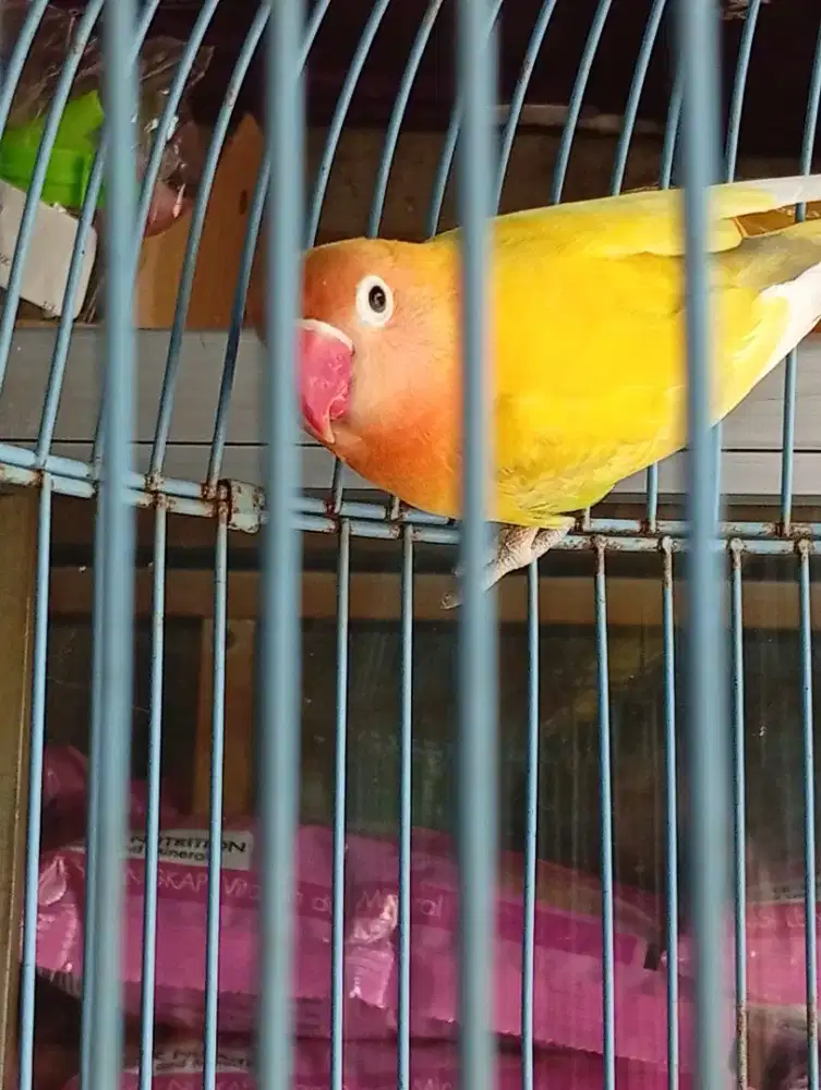 Burung lokbet pasjo rajin bunyi