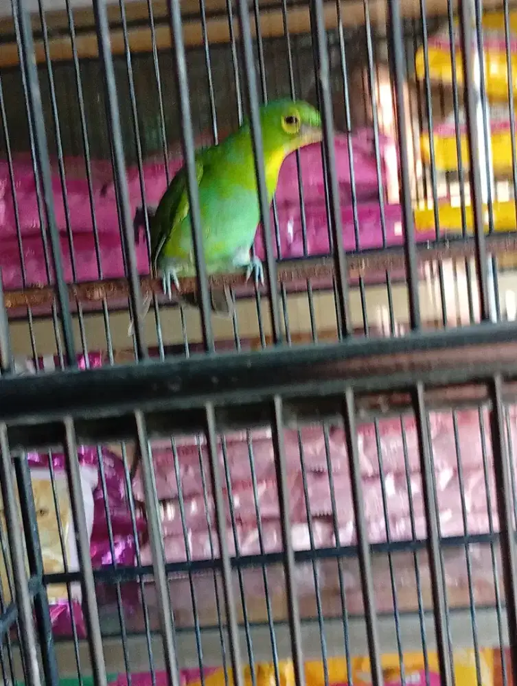 Burung murai daun gemblingan rajin bunyi