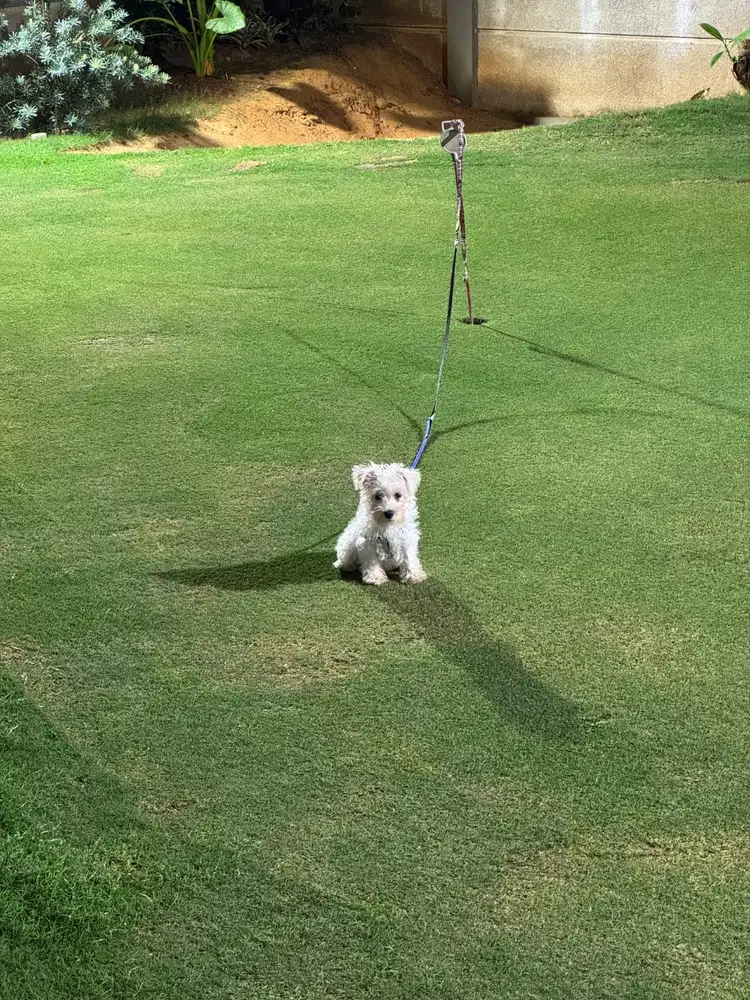 Anjing Schnauzer bukan Maltese