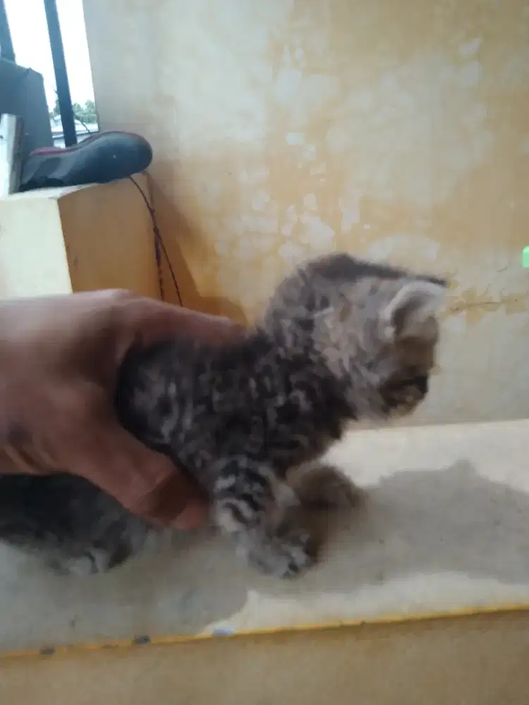 Kucing  Munchkin betina usia 1,5 bulan