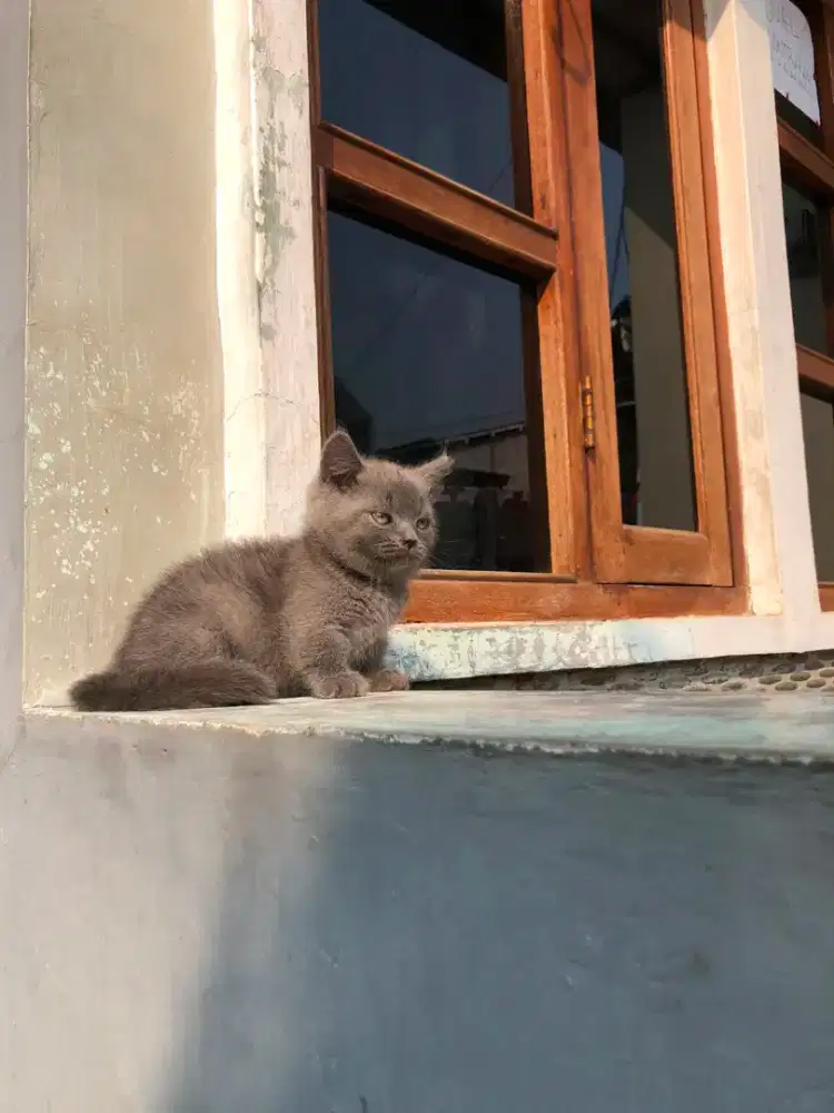 BSH MUNCHKIN BETINA