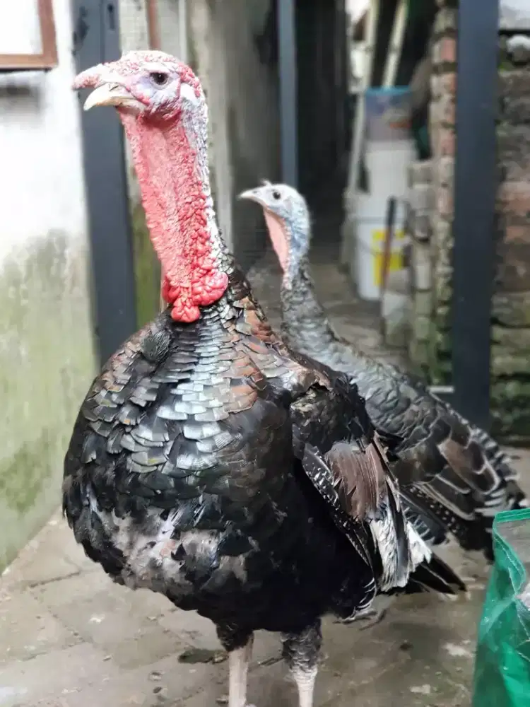 Sepaket Ayam Kalkun