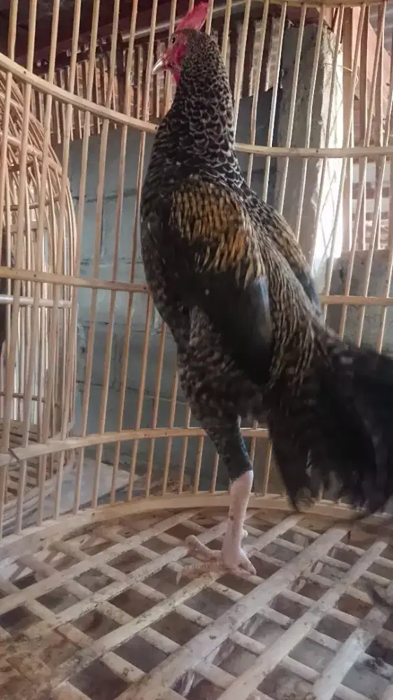 Ayam Bekisar Umur 7 Bulan