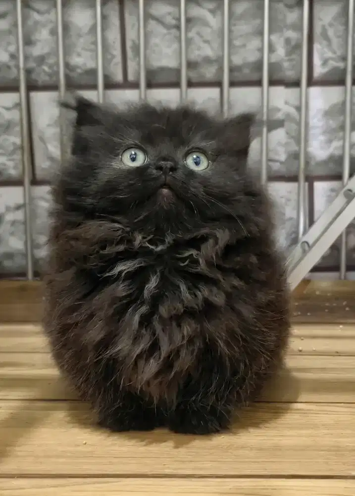 Munchkin Betina