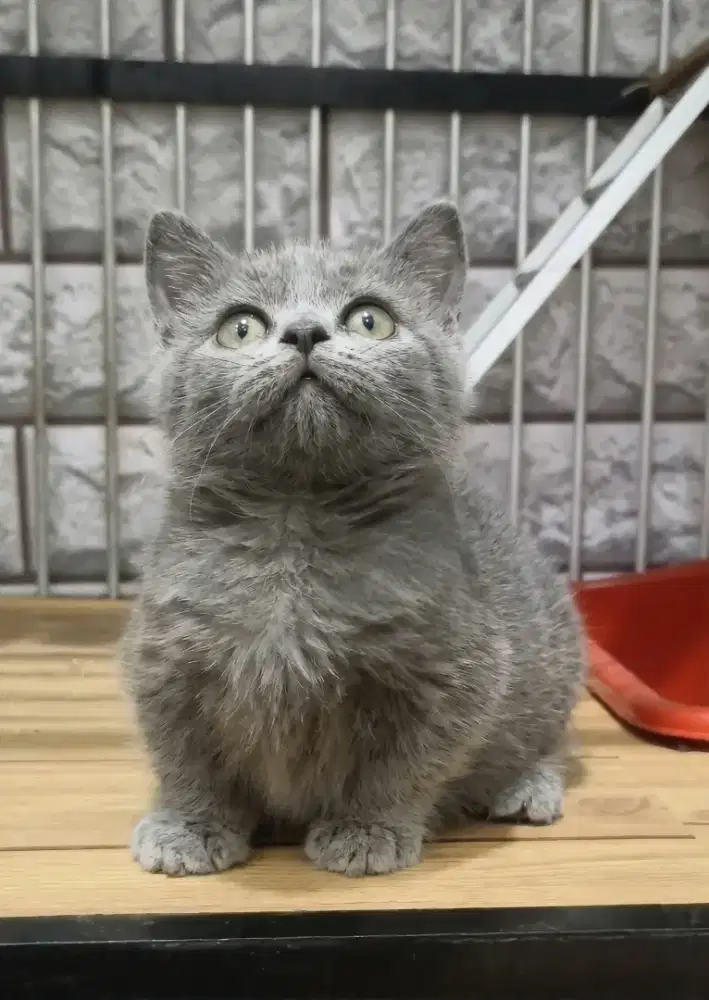Munchkin Bsh Betina