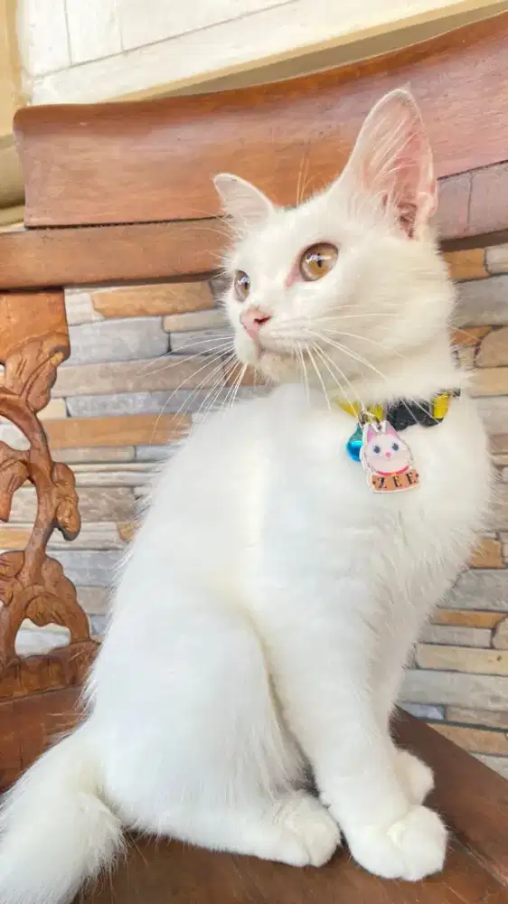 Jual kucing Persia betina